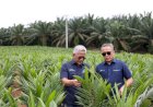 Program Pendanaan Melalui BPDPKS dan KUR Bunga Rendah, Bantu Petani Jalankan Program Swasembada Beras