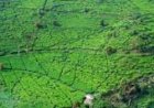 Tempat Hiburan Malam di Kawasan Puncak Bogor di Razia Aparat Gabungan TNI dan Polri