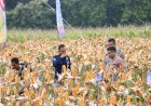 Polres Grobogan Sukses Gelar Panen Raya Jagung di Lahan 274 Hektare