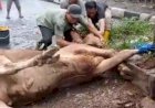 Kantor Ormas Jakartadil Sembelih Dua Hewan Qurban di Samping Gedung Apartemen Slipi