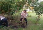 Dari Pemanfaatan Lahan, Polsek Sragi Gelar Panen Raya Ketela