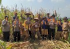 Sinergitas Polri dan Petani Hasilkan 4,5 Ton Jagung Maxi, di Desa Watupayung