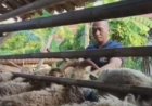 Kisah Inspiratif Polisi di Bekasi Bina Peternakan Kambing dan Unggas, Bantu Warga Naik Kelas Ekonomi