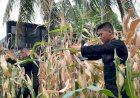 Brimob Polda Metro Jaya Dukung Program Ketahanan Pangan Lewat Panen Jagung dan Aksi Bersih Lingkungan
