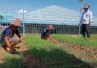 Produktif di Balik Jeruji, Warga Binaan Lapas Kotabaru Kembangkan Budidaya Kangkung