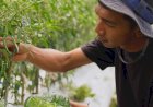Harga Sayur Lebih Stabil Setelah Ada MBG, Petani Boyolali Harap Program Terus Berlanjut
