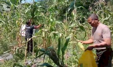Dukung Ketahanan Pangan, Polsek Kajen Panen Jagung di Lahan Pekarangan