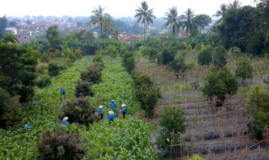 Optimalkan Lahan di Cimahi, Lanud Husein Sastranegara Dukung Ketahanan Pangan