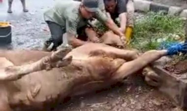 Kantor Ormas Jakartadil Sembelih Dua Hewan Qurban di Samping Gedung Apartemen Slipi