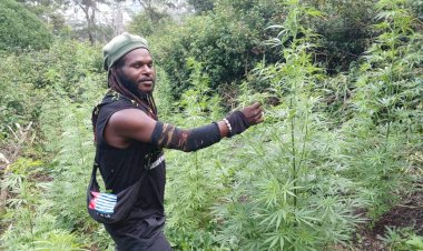 Update Kontak Tembak di Wamena: Satu KKB Tewas Bernama Pionus Gwijangge, Ganja Disita