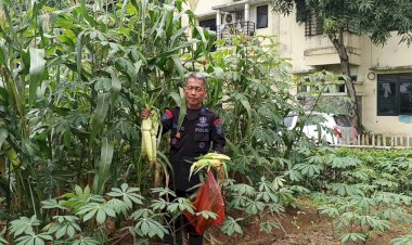 Panen Jagung, Wujud Nyata Ketahanan Pangan Brimob Polda Metro Jaya