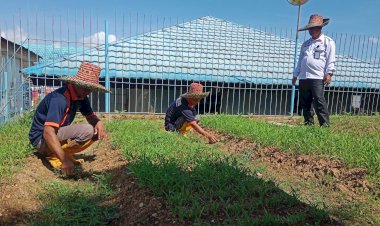 Produktif di Balik Jeruji, Warga Binaan Lapas Kotabaru Kembangkan Budidaya Kangkung