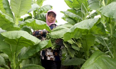 Tembakau Jember Bangkit: PTPN I Mulai Tanam 400 Hektare TBN di Ajung untuk Bidik Pasar Eropa