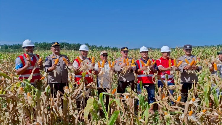 Program Gugus Tugas Ketahanan Pangan,  Polda Jambi Sukses Panen Jagung di 6 Polres