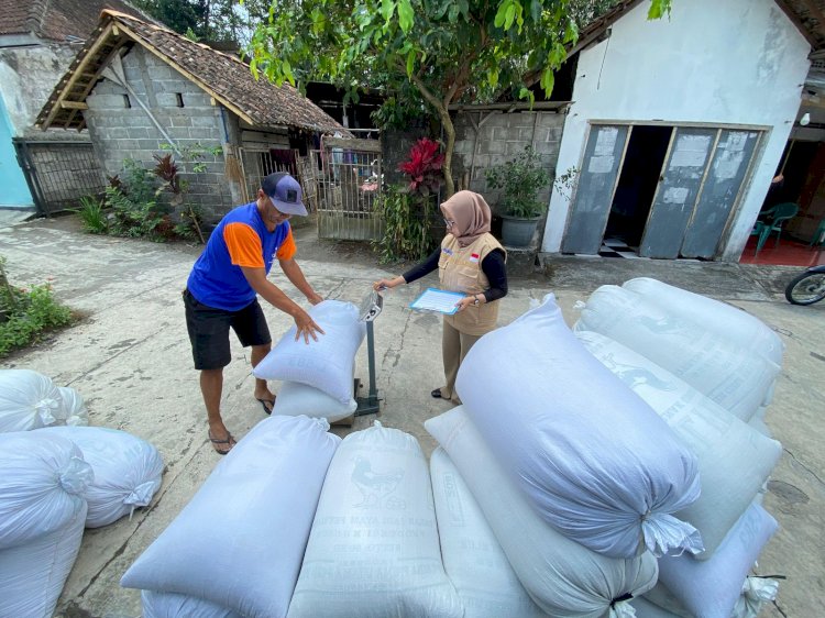 Jaga Stabilitas Harga, BULOG Yogyakarta Serap Gabah Petani Rp 6.500/kg Selama Masa Gadu 2025