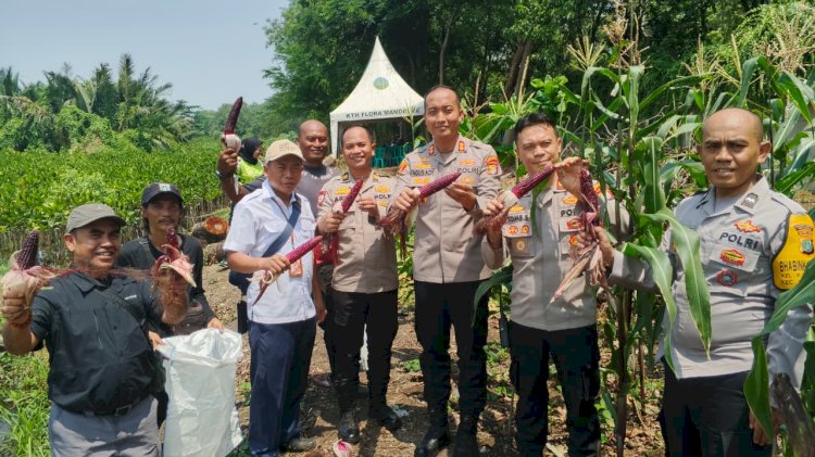Polri Panen Raya Jagung di Eco Wisata Kapuk Muara, Wujud Nyata Ketahanan Pangan Nasional