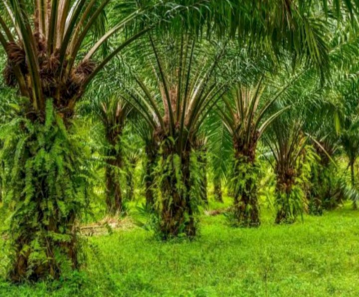 Hilirisasi Sawit dan Bauksit Tingkatkan Penyerapan Tenaga Kerja Indonesia