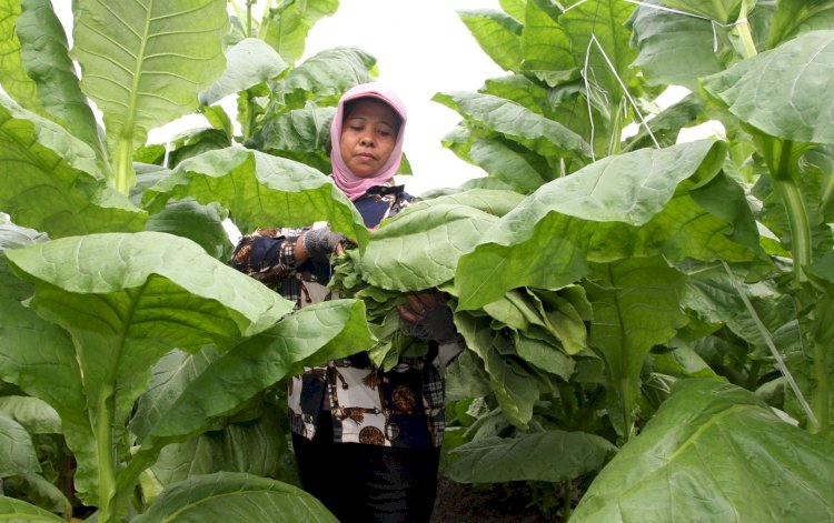 Tembakau Jember Bangkit: PTPN I Mulai Tanam 400 Hektare TBN di Ajung untuk Bidik Pasar Eropa